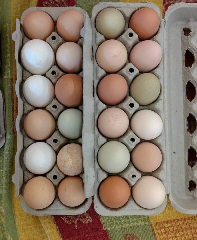 Farm Raised Eggs - 1 DOZ