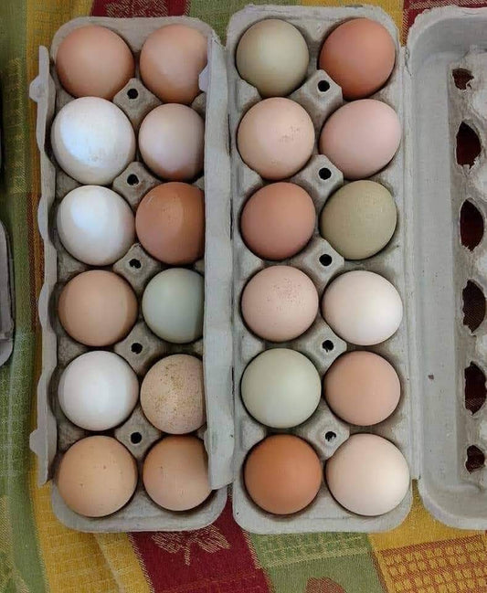 Farm Raised Eggs - 1 DOZ